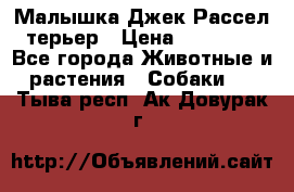 Малышка Джек Рассел терьер › Цена ­ 40 000 - Все города Животные и растения » Собаки   . Тыва респ.,Ак-Довурак г.